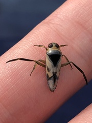 Notonecta undulata