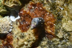 Littorina