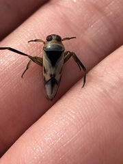 Notonecta undulata
