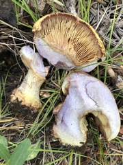 Cortinarius atkinsonianus