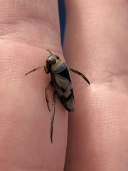 Notonecta undulata