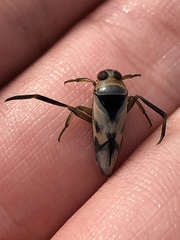 Notonecta undulata