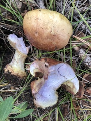 Cortinarius atkinsonianus