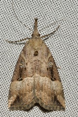 Hypena rostralis
