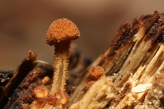 Tubariaceae