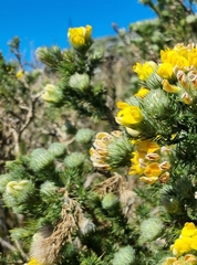 Aspalathus chenopoda