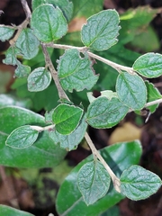 Cotoneaster franchetii