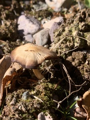 Psathyrella bipellis