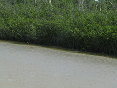 Laguncularia racemosa