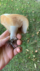 Clitocybe brunneocephala