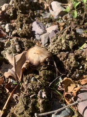 Psathyrella bipellis