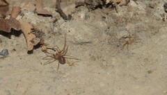 Loxosceles rufescens