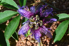 Passiflora cincinnata