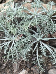 Chaenactis douglasii