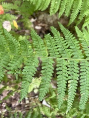 Dennstaedtia