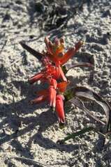 Lachenalia bulbifera