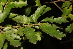 Quercus cerris