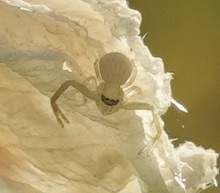 Misumessus oblongus