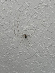 Crossopriza lyoni