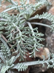 Chaenactis douglasii