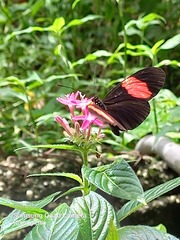 Heliconius erato adana