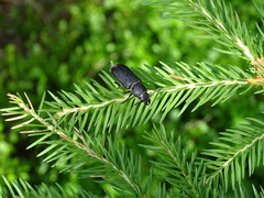 Spondylis buprestoides