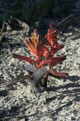 Lachenalia bulbifera