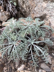 Chaenactis douglasii