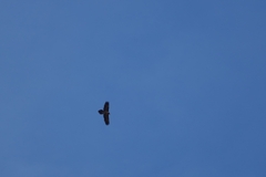 Gypaetus barbatus barbatus