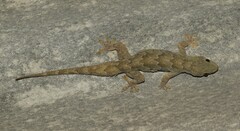 Hemidactylus flaviviridis
