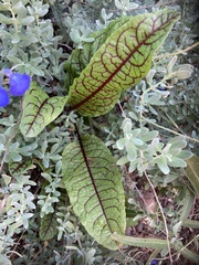 Rumex sanguineus