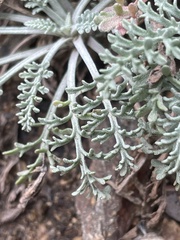 Chaenactis douglasii