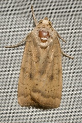 Noctua interjecta