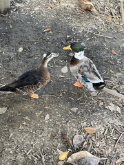 Anas platyrhynchos × Cairina moschata
