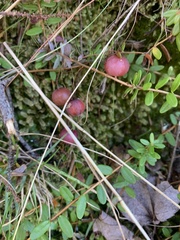 Vaccinium oxycoccos