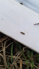 Chrysoperla rufilabris