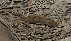 Hemidactylus flaviviridis