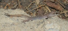 Hemidactylus robustus