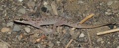 Hemidactylus robustus