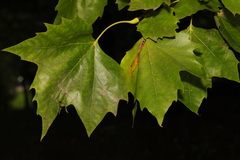 Platanus × hispanica