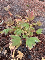 Acer circinatum