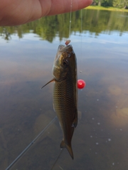 Semotilus corporalis