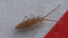 Entomobrya