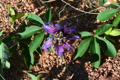 Passiflora cincinnata