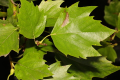 Platanus × hispanica
