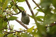 Zosterops melanocephalus