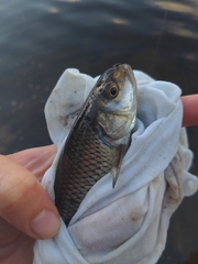 Semotilus corporalis