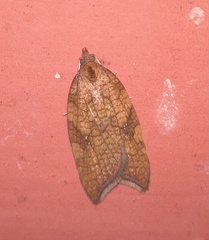 Acleris rhombana