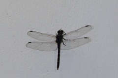 Bradinopyga geminata