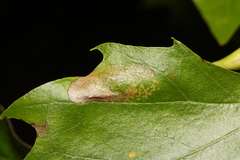Phyllonorycter platani